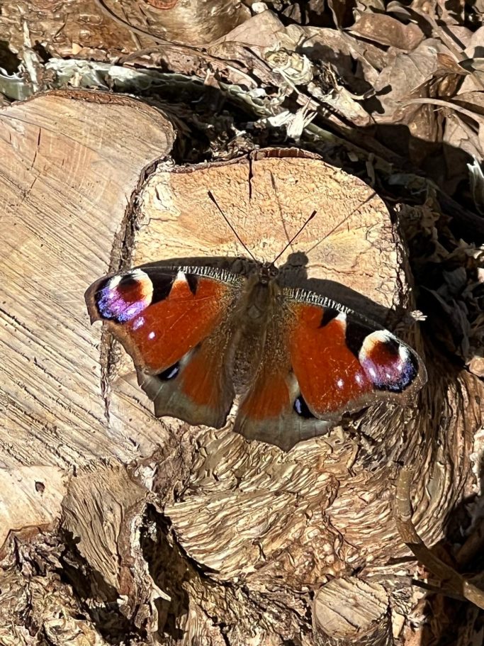 A Visitor
