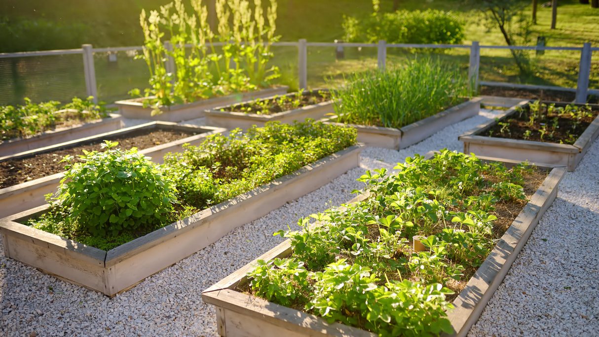 Kitchen Garden
